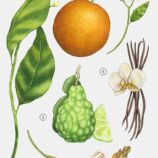 Zara sublime epoque1