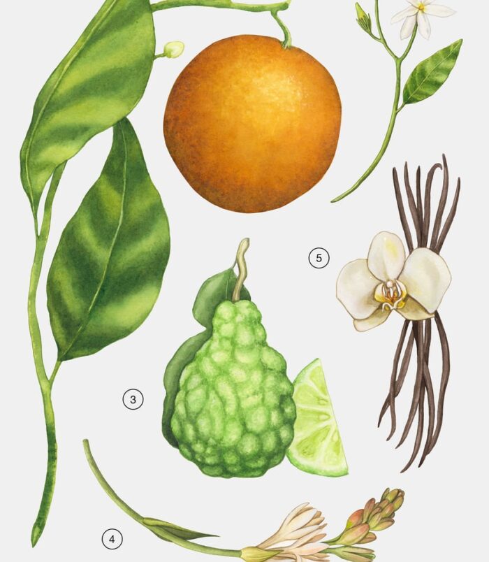 Zara sublime epoque1 Zara sublime epoque1